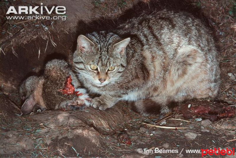 Soke, Kedi  Felis silvetris(Evcil kedilerin atası) fotoğrafı