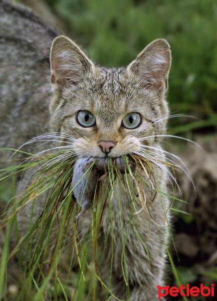 Soke, Kedi  Felis silvetris(Evcil kedilerin atası) fotoğrafı