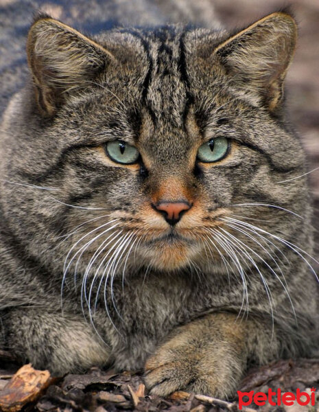 Soke, Kedi  Felis silvetris(Evcil kedilerin atası) fotoğrafı