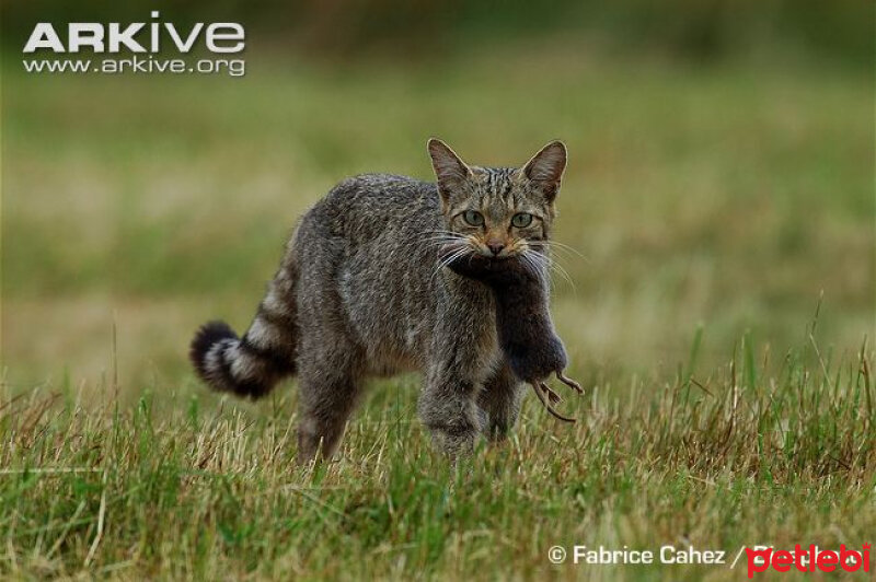 Soke, Kedi  Felis silvetris(Evcil kedilerin atası) fotoğrafı