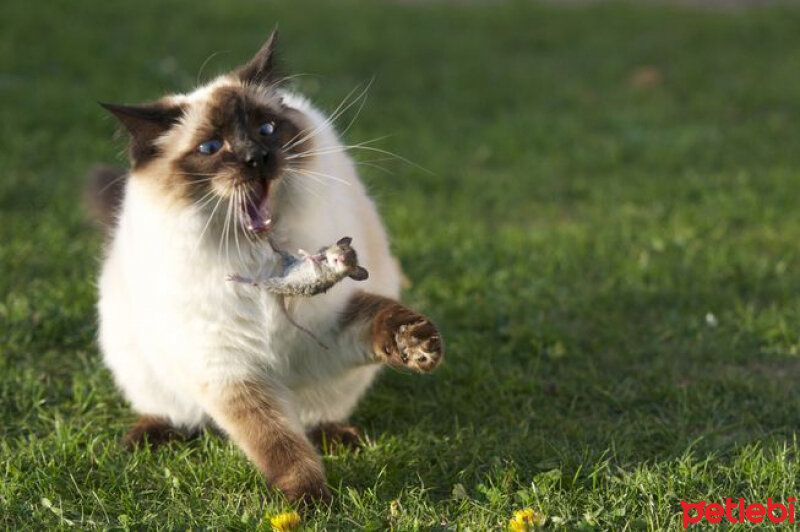 Birman, Kedi  evcil kediler atalarının yolunda(etçil) fotoğrafı