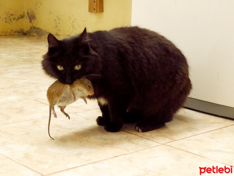 Birman, Kedi  evcil kediler atalarının yolunda(etçil) fotoğrafı