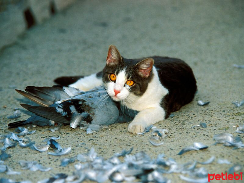 Birman, Kedi  evcil kediler atalarının yolunda(etçil) fotoğrafı