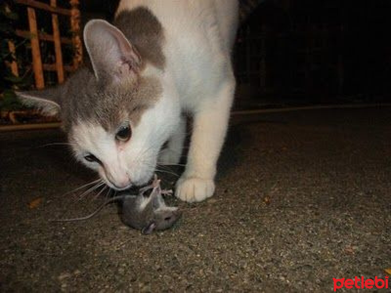 Birman, Kedi  evcil kediler atalarının yolunda(etçil) fotoğrafı