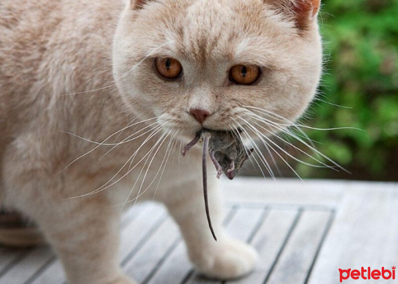 Birman, Kedi  evcil kediler atalarının yolunda(etçil) fotoğrafı