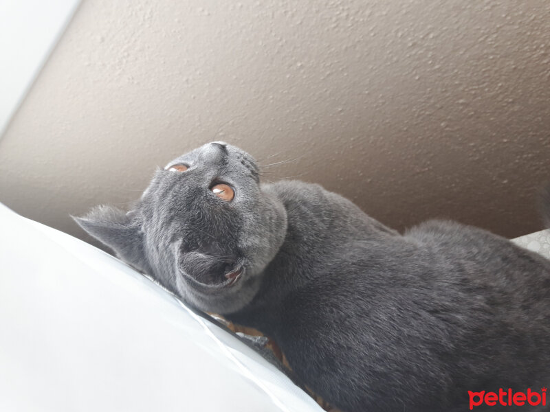 British Shorthair, Kedi  Şila fotoğrafı