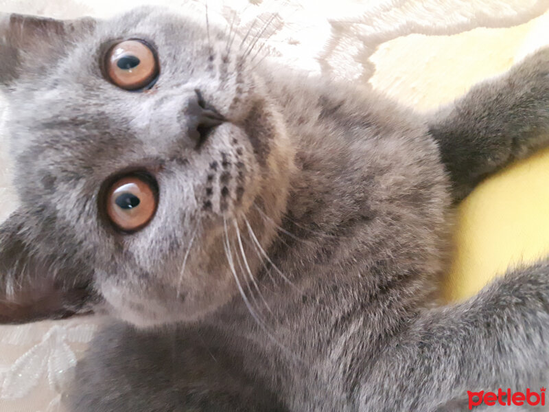 British Shorthair, Kedi  Şila fotoğrafı