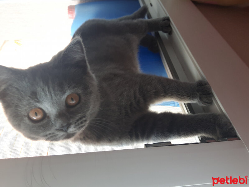 British Shorthair, Kedi  Şila fotoğrafı