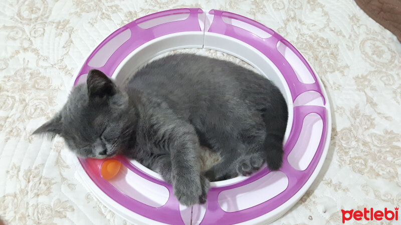 British Shorthair, Kedi  Şila fotoğrafı