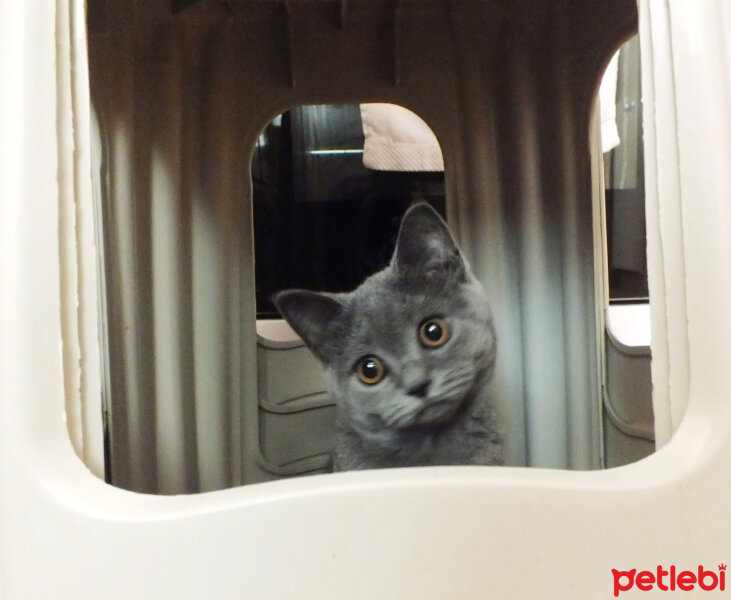 British Shorthair, Kedi  Şila fotoğrafı