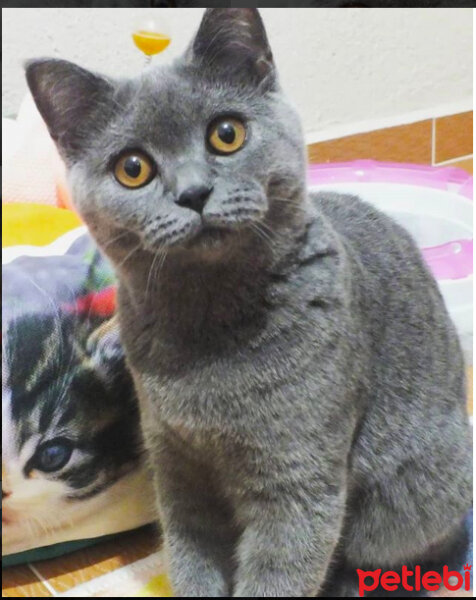 British Shorthair, Kedi  Şila fotoğrafı