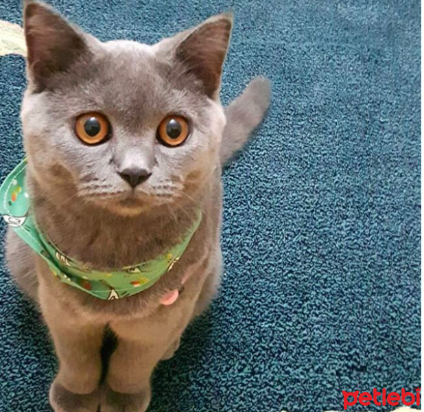 British Shorthair, Kedi  Şila fotoğrafı