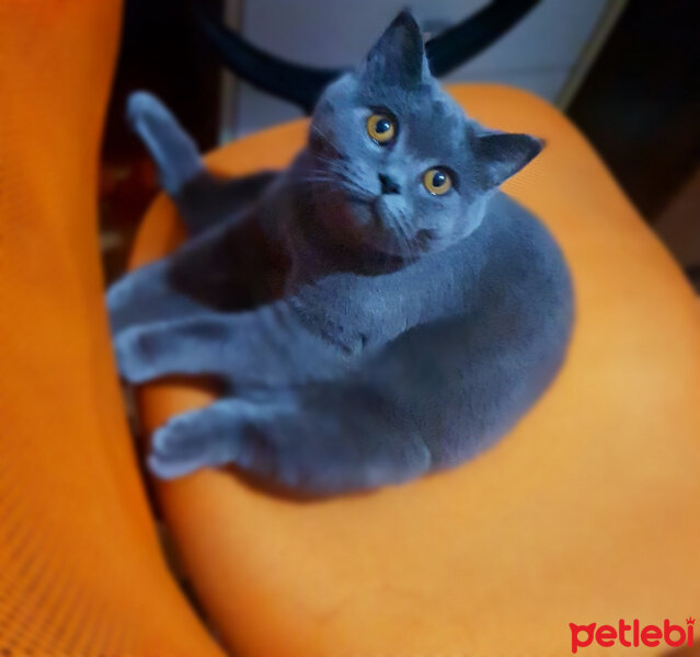 British Shorthair, Kedi  Şila fotoğrafı