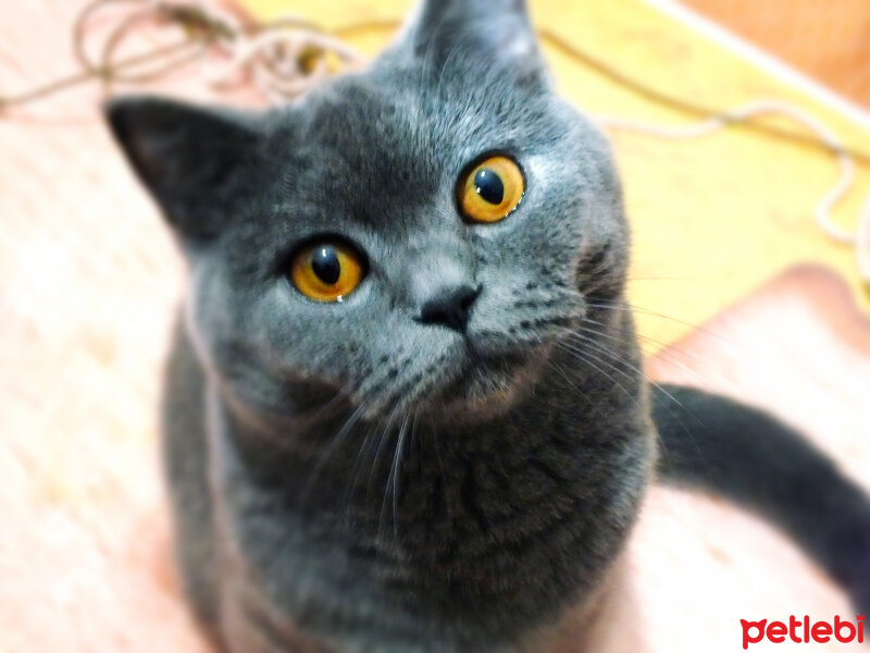 British Shorthair, Kedi  Şila fotoğrafı