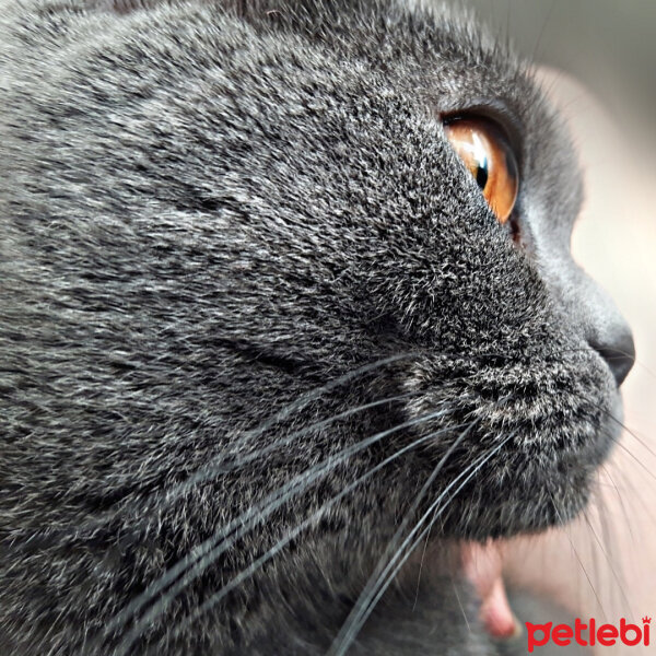 British Shorthair, Kedi  Şila fotoğrafı