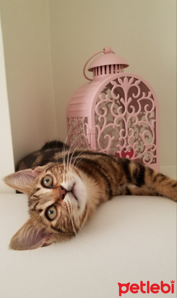 Tekir Kedi, Kedi  Diana fotoğrafı