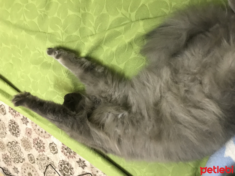 Scottish Fold, Kedi  Bebiş fotoğrafı