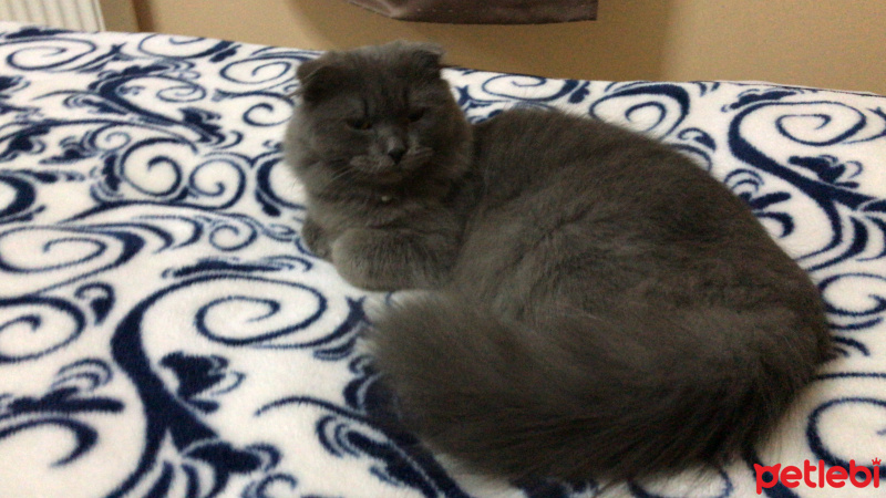 Scottish Fold, Kedi  Bebiş fotoğrafı