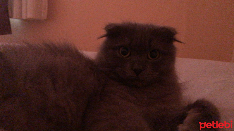 Scottish Fold, Kedi  Bebiş fotoğrafı