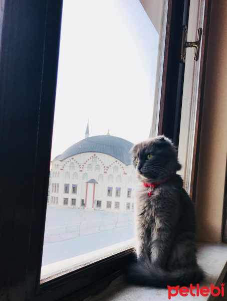 Scottish Fold, Kedi  Bebiş fotoğrafı