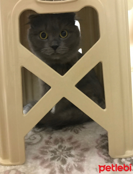Scottish Fold, Kedi  Bebiş fotoğrafı