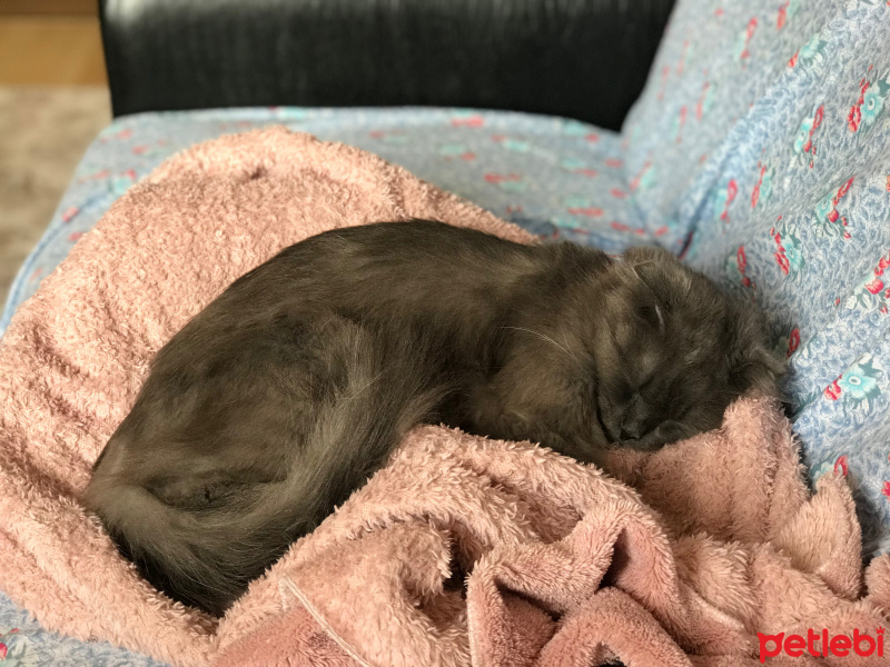 Scottish Fold, Kedi  Bebiş fotoğrafı