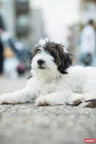 Maltese, Köpek  hachiko fotoğrafı