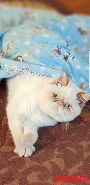 Exotic Shorthair, Kedi  roni fotoğrafı
