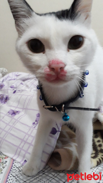 Exotic Shorthair, Kedi  roni fotoğrafı