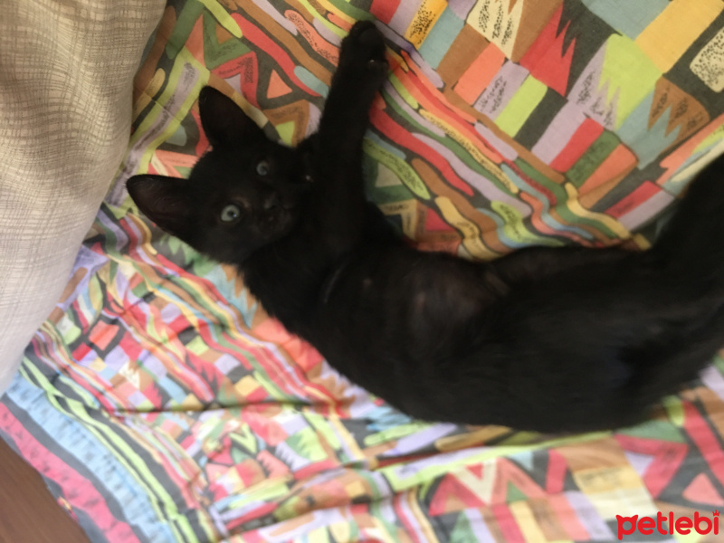 Bombay, Kedi  Zeytin fotoğrafı