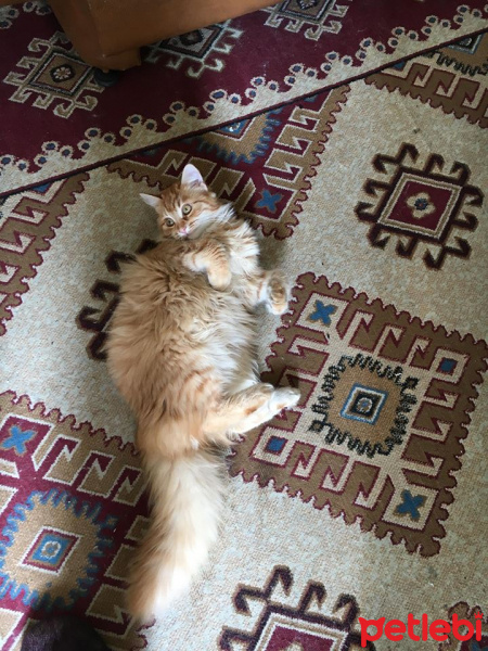 Tekir Kedi, Kedi  Leyla fotoğrafı