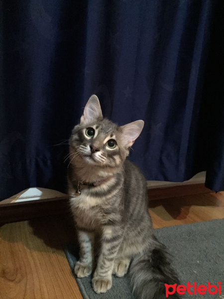 Tekir Kedi, Kedi  Zargana fotoğrafı
