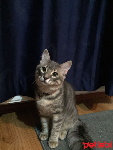 Tekir Kedi, Kedi  Zargana fotoğrafı