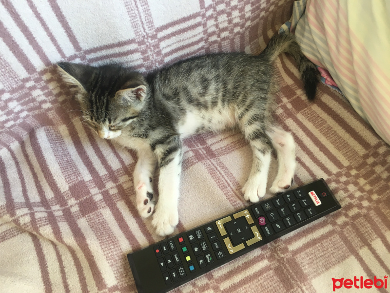 Tekir Kedi, Kedi  Bihter fotoğrafı