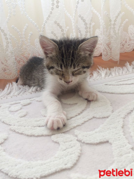 Tekir Kedi, Kedi  Bihter fotoğrafı