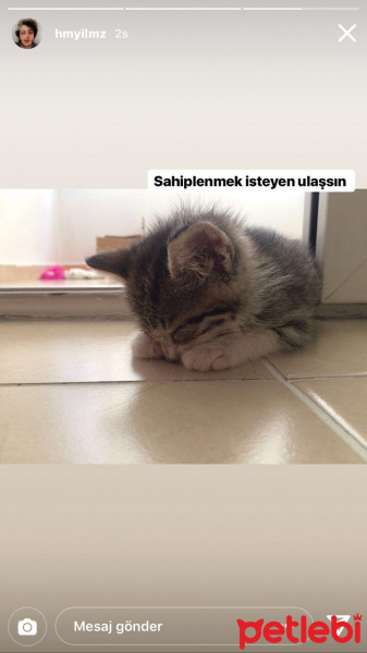 Tekir Kedi, Kedi  Bihter fotoğrafı