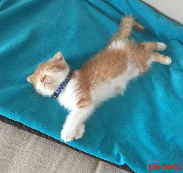 Scottish Fold, Kedi  Boncuk fotoğrafı