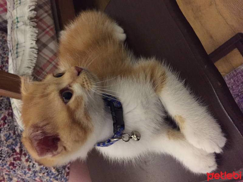 Scottish Fold, Kedi  Boncuk fotoğrafı