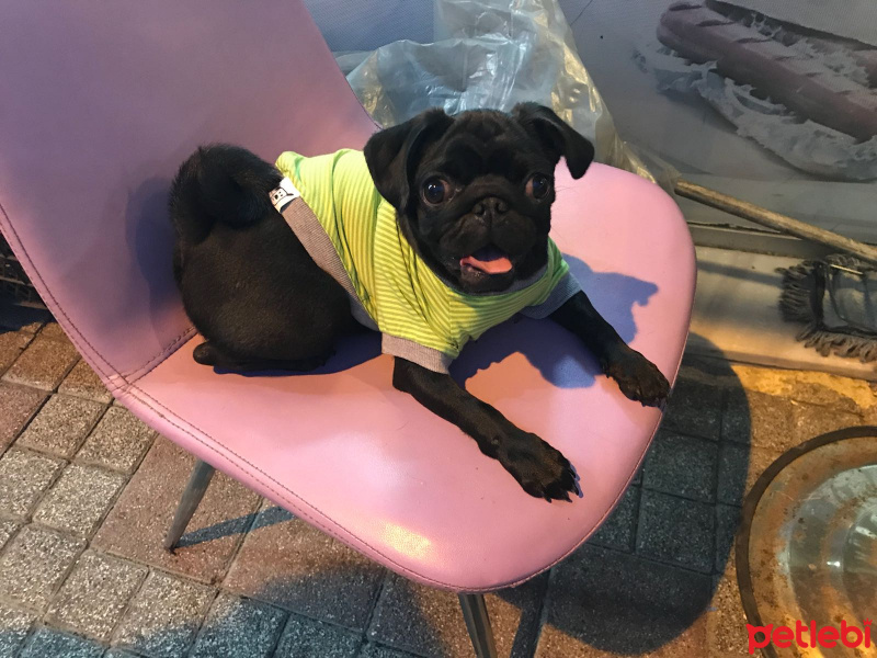 Pug, Köpek  Linda fotoğrafı