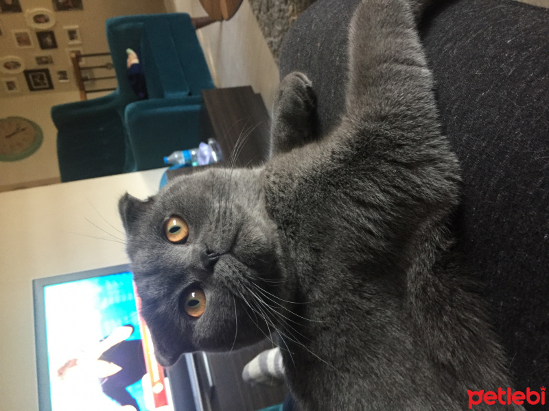Scottish Fold, Kedi  Cosmo fotoğrafı