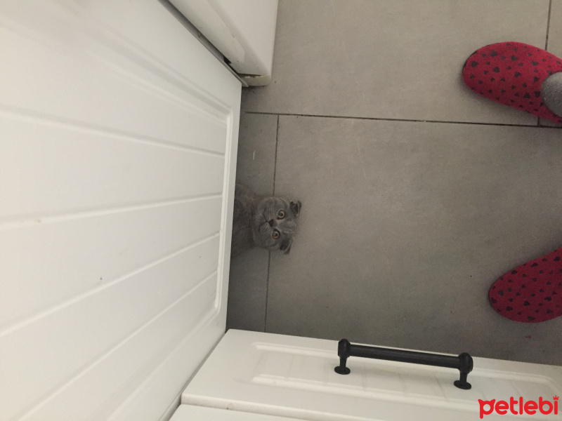 Scottish Fold, Kedi  Cosmo fotoğrafı