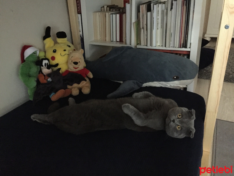 Scottish Fold, Kedi  Cosmo fotoğrafı