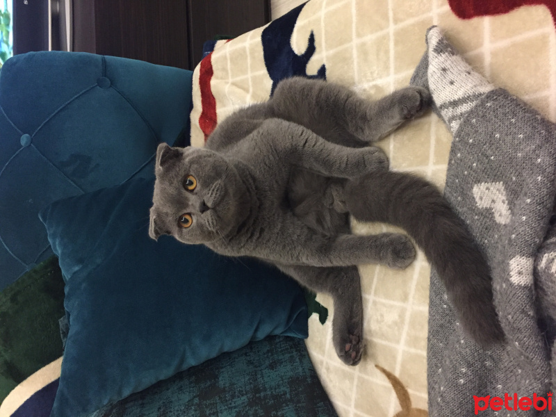 Scottish Fold, Kedi  Cosmo fotoğrafı