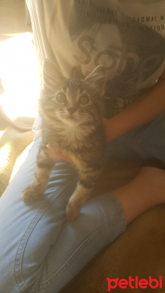 Tekir Kedi, Kedi  Şanslı fotoğrafı