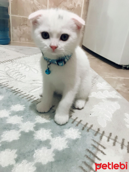 Scottish Fold, Kedi  Tedi fotoğrafı