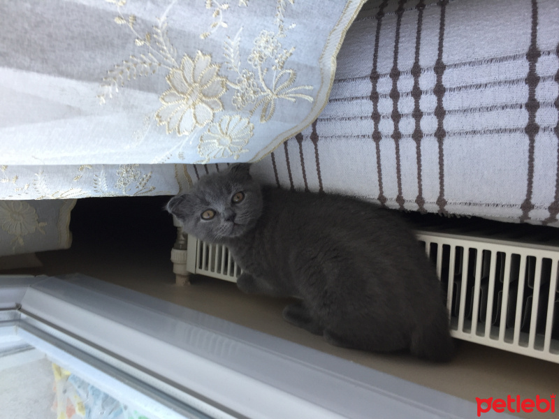 Scottish Fold, Kedi  Şero fotoğrafı