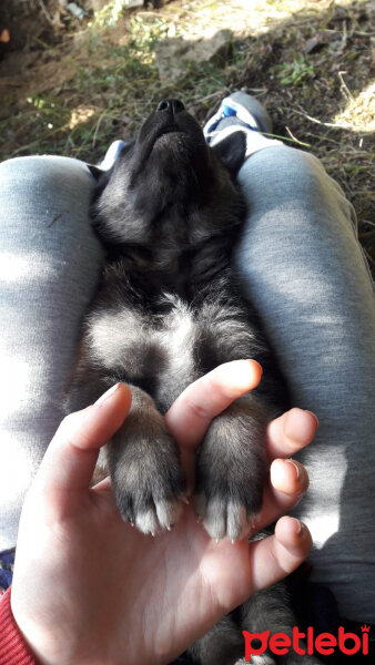 Kangal, Köpek  Panter fotoğrafı