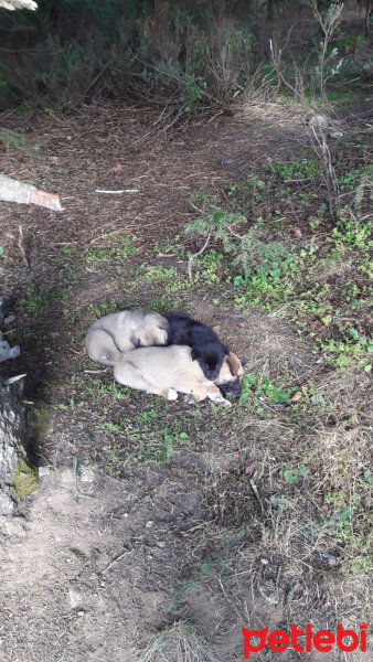 Kangal, Köpek  Panter fotoğrafı