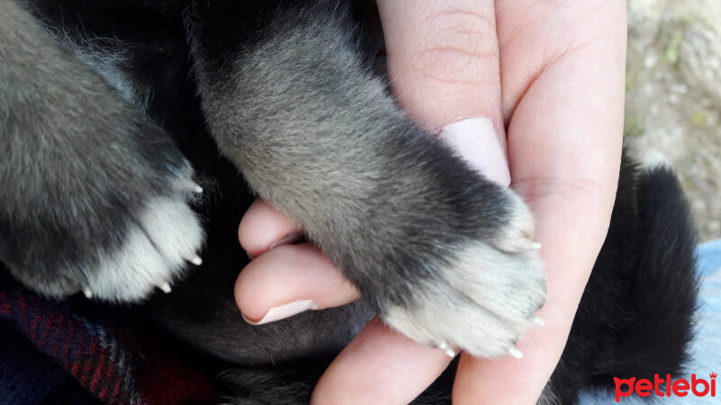 Kangal, Köpek  Panter fotoğrafı