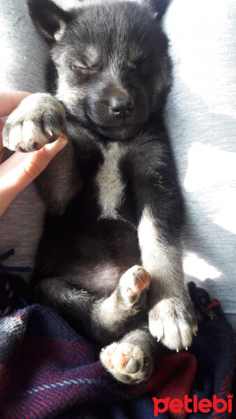 Kangal, Köpek  Panter fotoğrafı